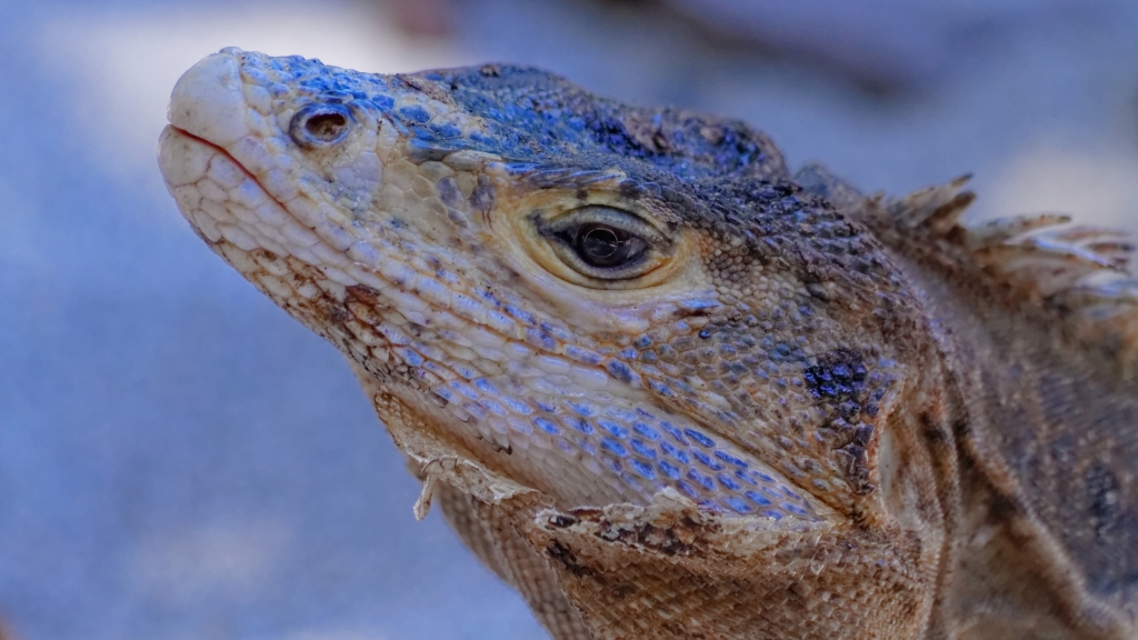 08 - Manuel Antonio NP (15).jpg